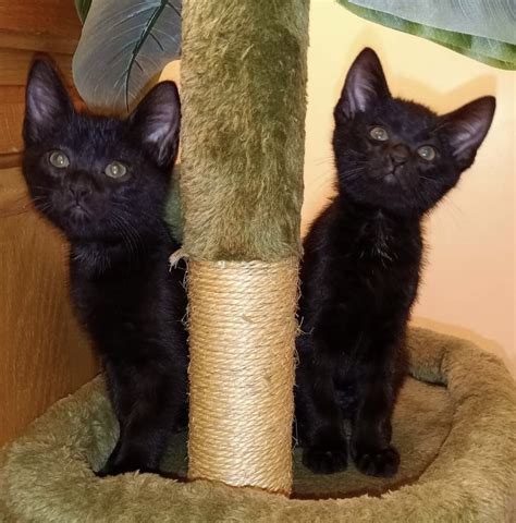 vetinerinian for cats inexpensive around mundelien area